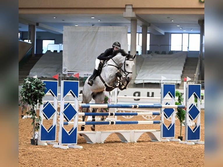 Koń oldenburski Wałach 12 lat 175 cm Siwa in Bensheim