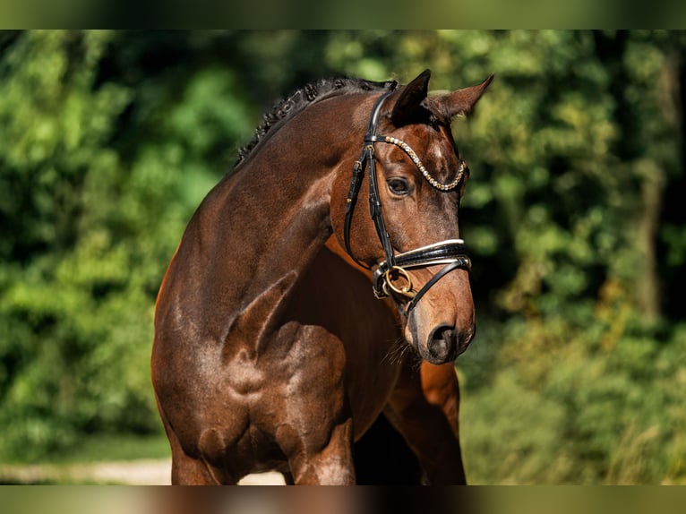 Koń oldenburski Wałach 13 lat 165 cm Gniada in Wehringen