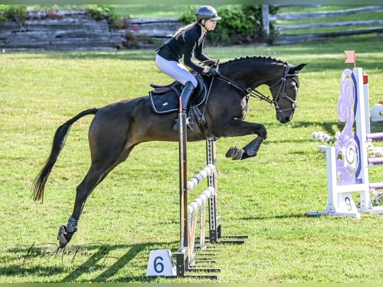 Koń oldenburski Wałach 13 lat 168 cm Ciemnogniada in Toronto, Ontario
