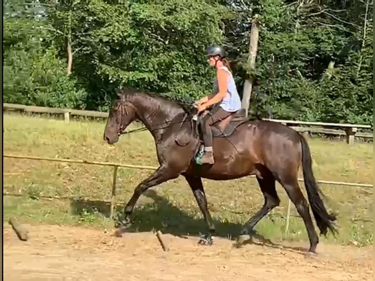 Koń oldenburski Wałach 13 lat 174 cm Ciemnogniada in Gummersbach