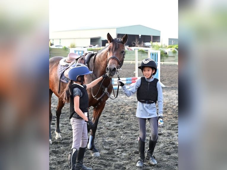 Koń oldenburski Wałach 13 lat 62 cm Formy Brown Falb in Carlsbad