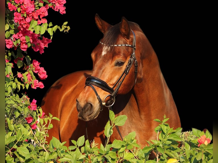 Koń oldenburski Wałach 14 lat 163 cm Gniada in Flemington