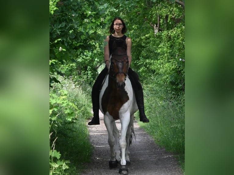 Koń oldenburski Wałach 14 lat 166 cm Srokata in Wedemark