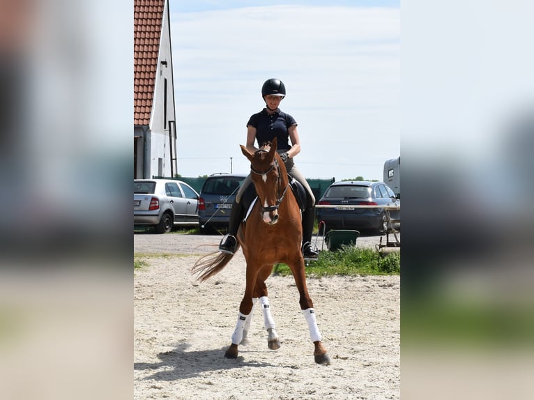 Koń oldenburski Wałach 14 lat 170 cm Kasztanowata in Prag