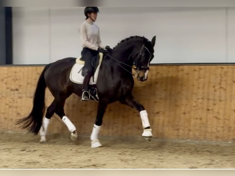 Koń oldenburski Wałach 14 lat 171 cm Ciemnogniada in F&#xFC;rstenau