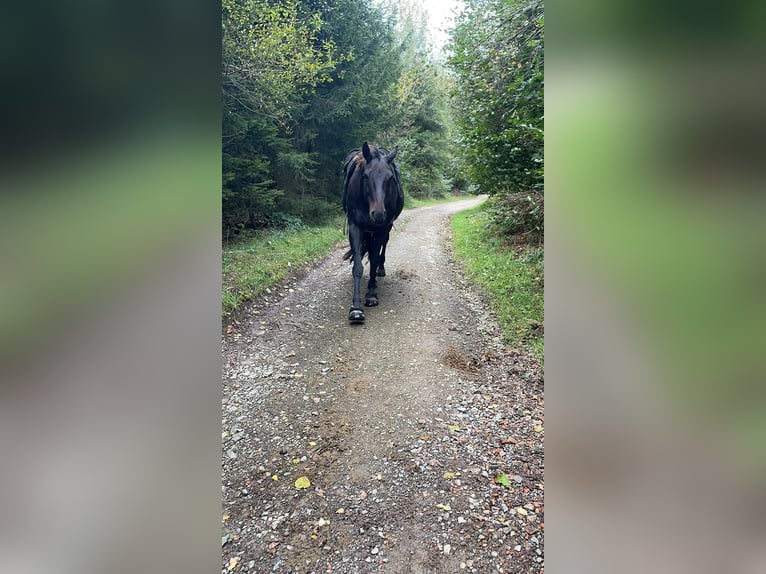 Koń oldenburski Wałach 14 lat 174 cm Gniada in Gummersbach