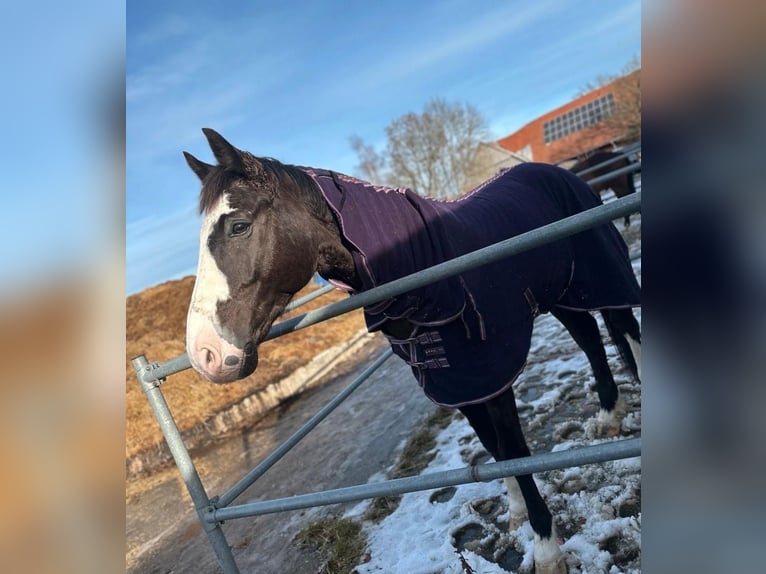 Koń oldenburski Wałach 14 lat 175 cm Kara in MemmingenMemmingen