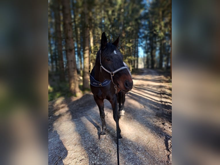 Koń oldenburski Wałach 14 lat 180 cm Ciemnogniada in Postmünster