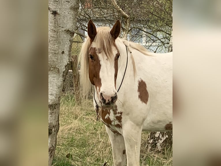 Koń oldenburski Mix Wałach 15 lat 154 cm Srokata in Rostock