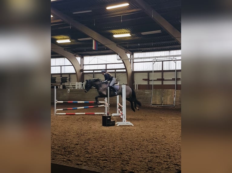 Koń oldenburski Wałach 15 lat 166 cm Ciemnogniada in Meyenburg