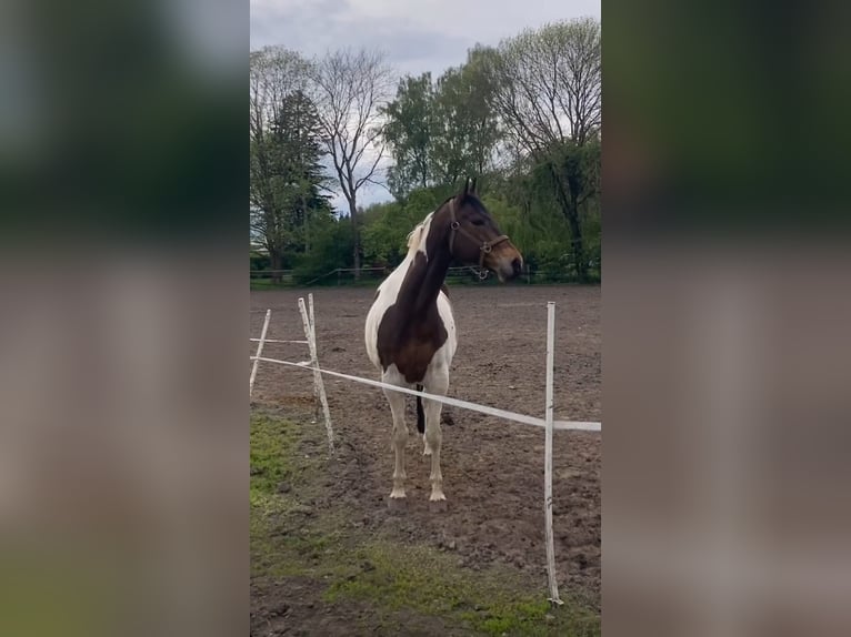 Koń oldenburski Wałach 15 lat 166 cm Srokata in Wedemark