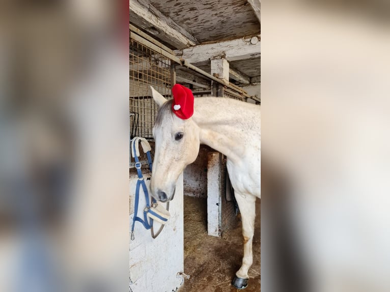 Koń oldenburski Wałach 15 lat 175 cm Siwa in Sickte