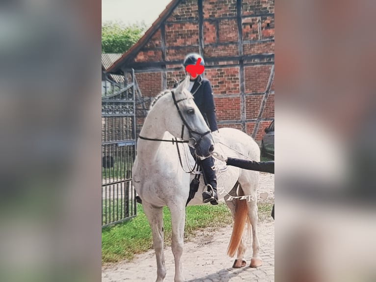 Koń oldenburski Wałach 15 lat 175 cm Siwa in Sickte
