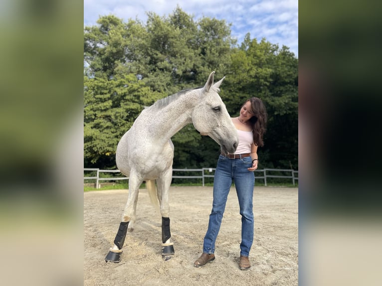 Koń oldenburski Wałach 15 lat 175 cm Siwa w hreczce in Bielefeld