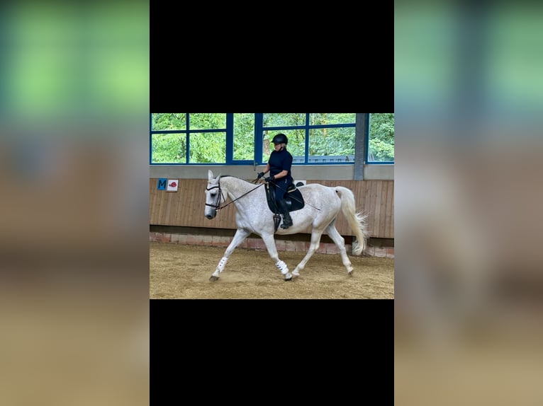 Koń oldenburski Wałach 15 lat 175 cm Siwa w hreczce in Bielefeld