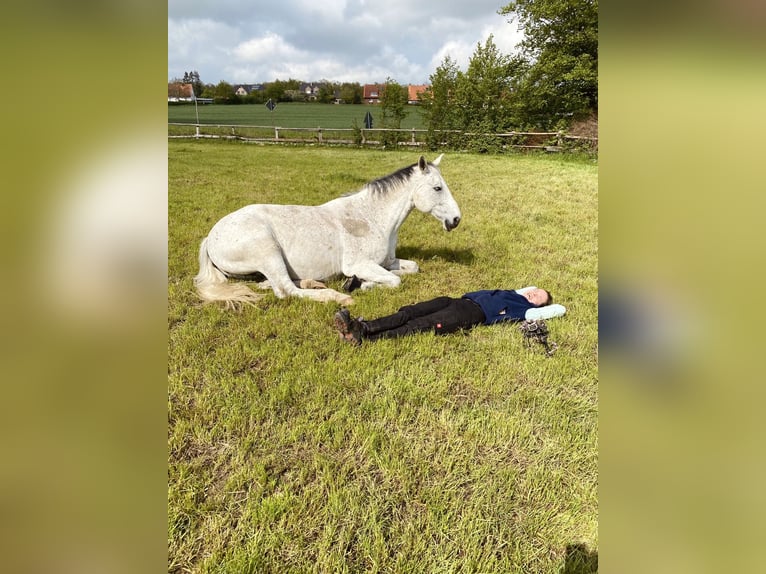 Koń oldenburski Wałach 15 lat 175 cm Siwa w hreczce in Bielefeld