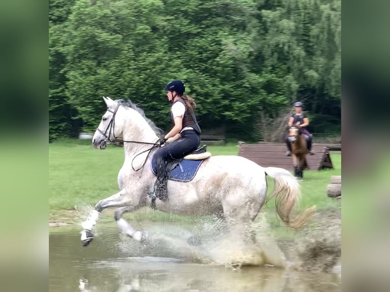Koń oldenburski Wałach 15 lat 175 cm Siwa w hreczce in Bielefeld