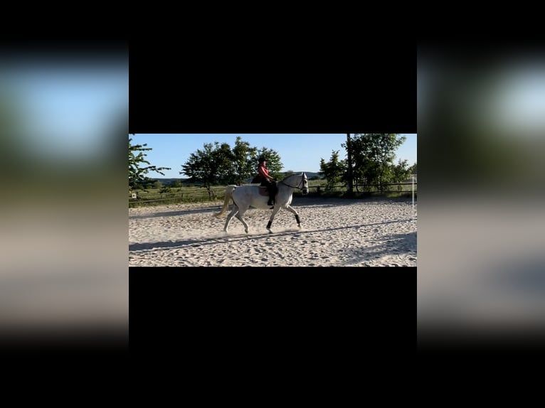 Koń oldenburski Wałach 15 lat 175 cm Siwa w hreczce in Bielefeld