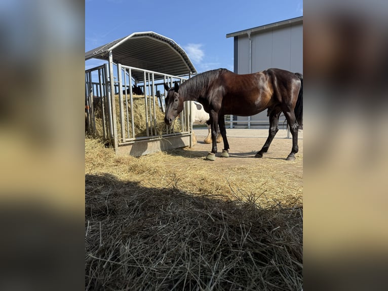 Koń oldenburski Wałach 16 lat 172 cm Kara in Leer (Ostfriesland)