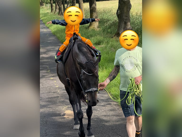 Koń oldenburski Wałach 16 lat 172 cm Kara in Leer (Ostfriesland)