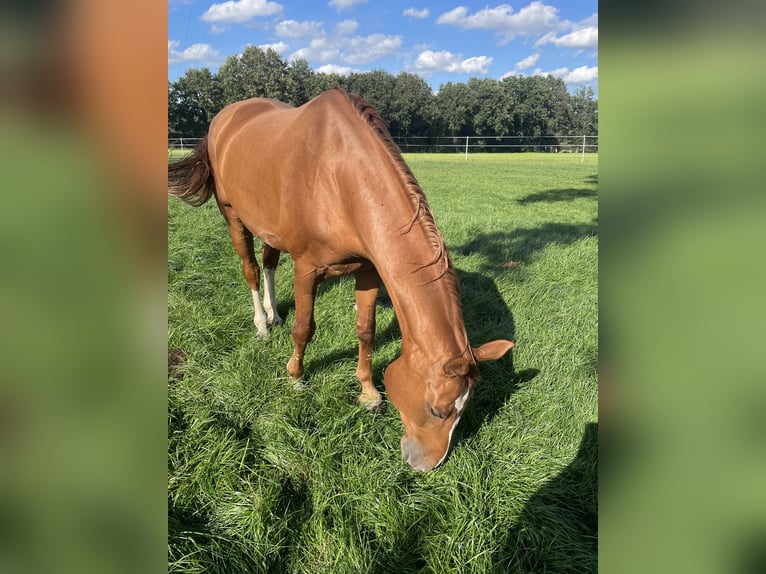 Koń oldenburski Wałach 16 lat 173 cm Kasztanowata in Rheine