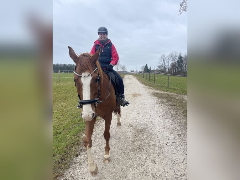 Koń oldenburski Wałach 16 lat 173 cm Kasztanowata in Traunstein