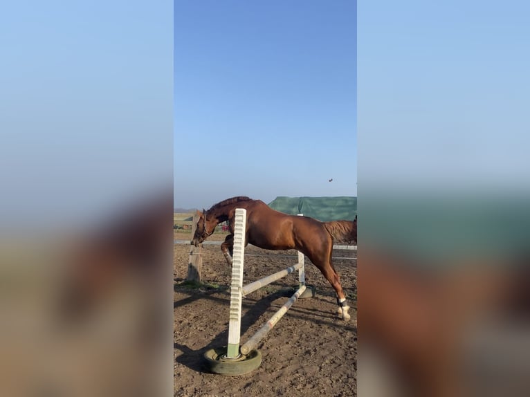 Koń oldenburski Wałach 16 lat 178 cm Kasztanowata in Garbsen