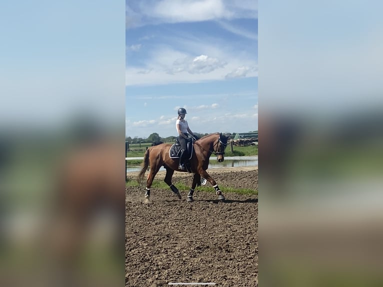 Koń oldenburski Wałach 16 lat 178 cm Kasztanowata in Garbsen