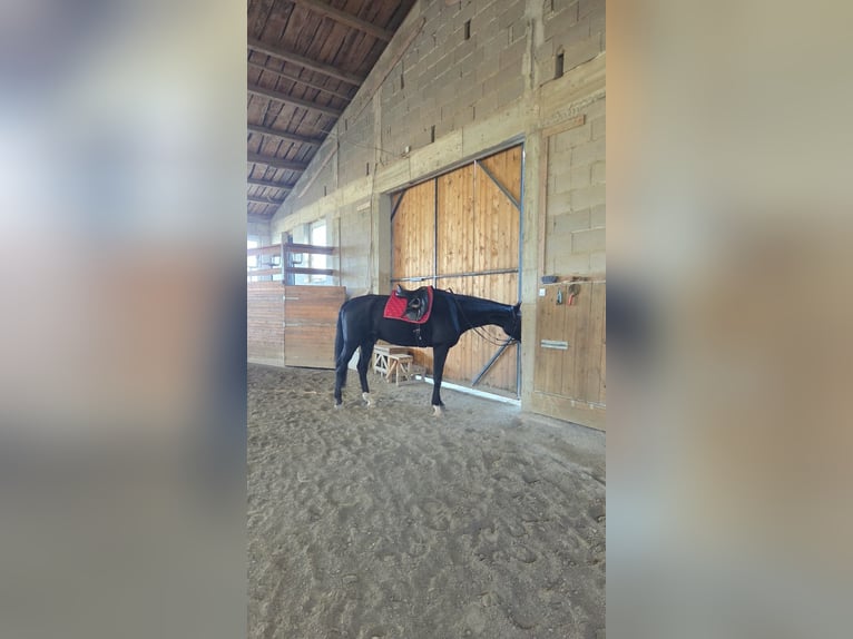 Koń oldenburski Wałach 16 lat 184 cm Ciemnogniada in Herdorf