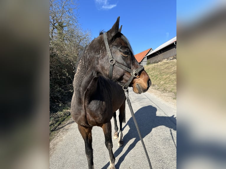 Koń oldenburski Wałach 17 lat 163 cm Ciemnogniada in Ludwigsburg