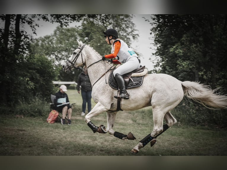 Koń oldenburski Wałach 17 lat 170 cm Siwa in Papenburg