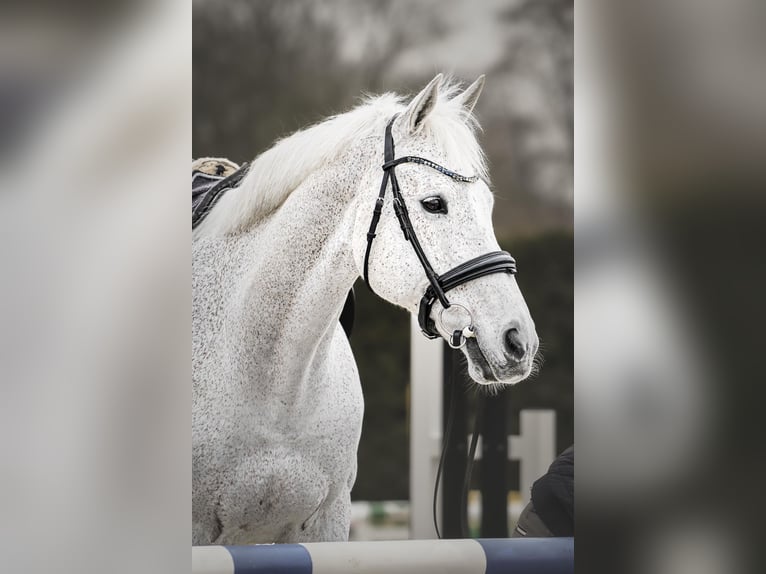 Koń oldenburski Wałach 17 lat 170 cm Siwa in Papenburg