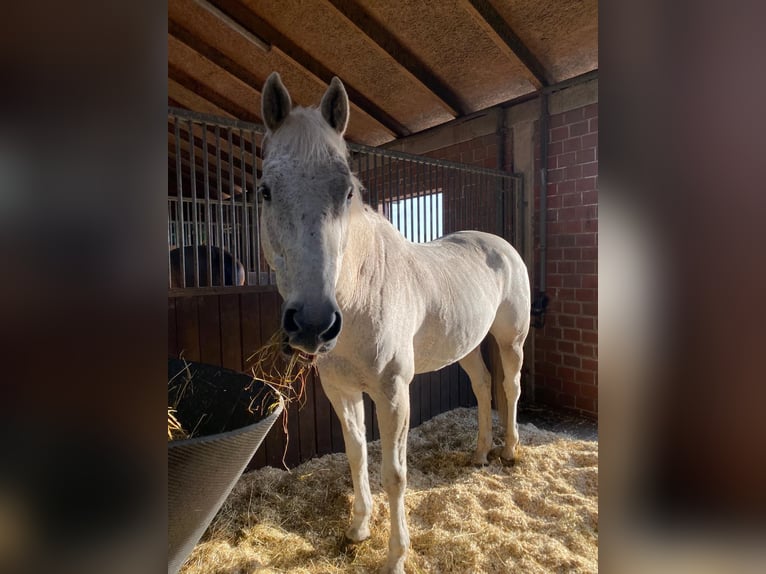 Koń oldenburski Wałach 17 lat 170 cm Siwa in Papenburg