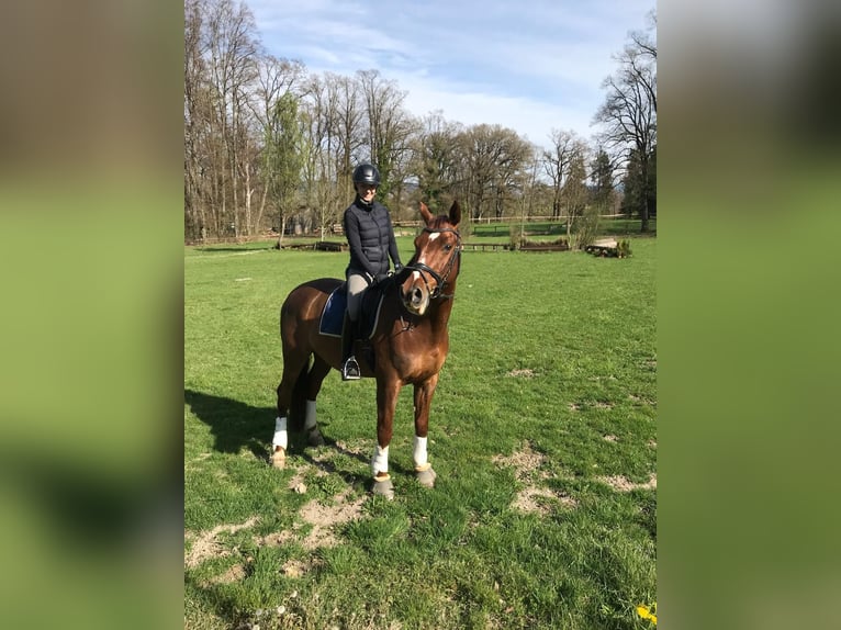 Koń oldenburski Wałach 17 lat 178 cm Ciemnokasztanowata in Landsberg am Lech