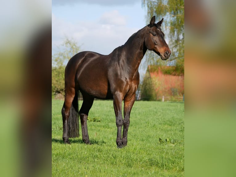 Koń oldenburski Wałach 19 lat 164 cm Ciemnogniada in Ottendorf