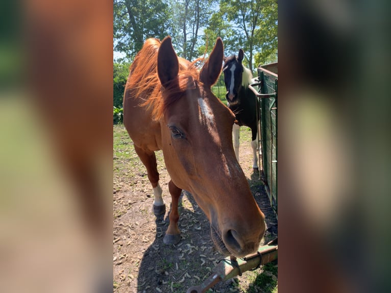 Koń oldenburski Wałach 19 lat 174 cm Kasztanowata in Großheide Berumerfehn