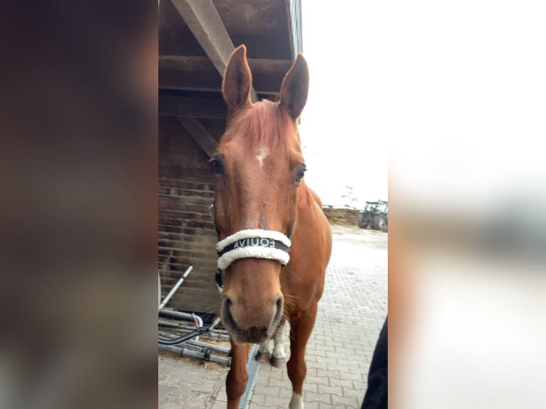 Koń oldenburski Wałach 19 lat 174 cm Kasztanowata in Großheide Berumerfehn
