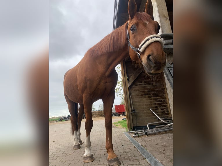 Koń oldenburski Wałach 19 lat 174 cm Kasztanowata in Großheide Berumerfehn