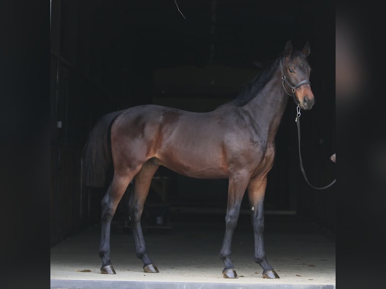 Koń oldenburski Wałach 1 Rok in Stud