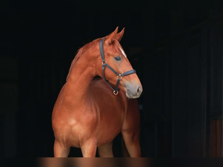 Koń oldenburski Wałach 1 Rok in Stud