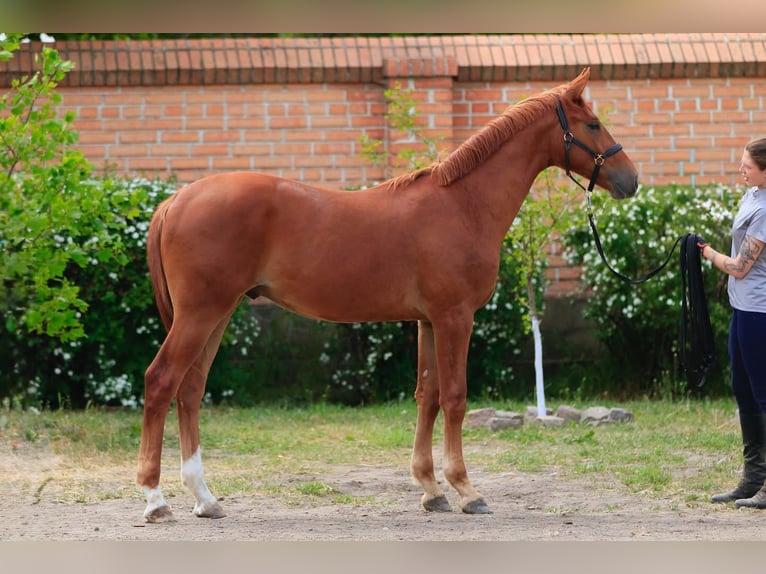 Koń oldenburski Wałach 1 Rok in Stud