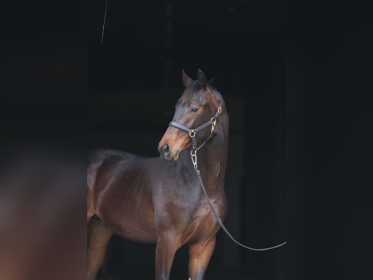 Koń oldenburski Wałach 1 Rok in Stud