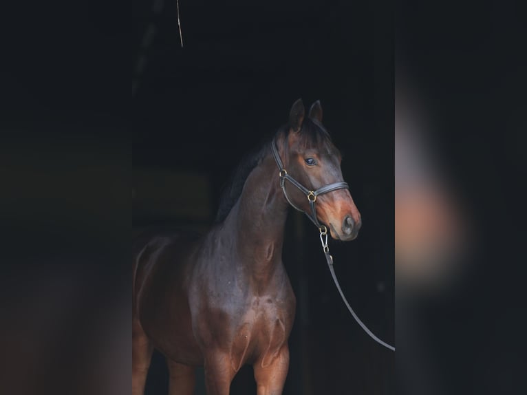 Koń oldenburski Wałach 1 Rok in Stud