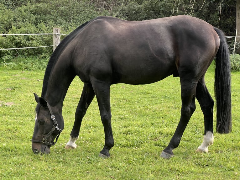 Koń oldenburski Wałach 20 lat 165 cm Skarogniada in Kleve