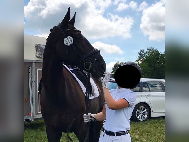 Koń oldenburski Wałach 20 lat 170 cm Kara in Langenhagen