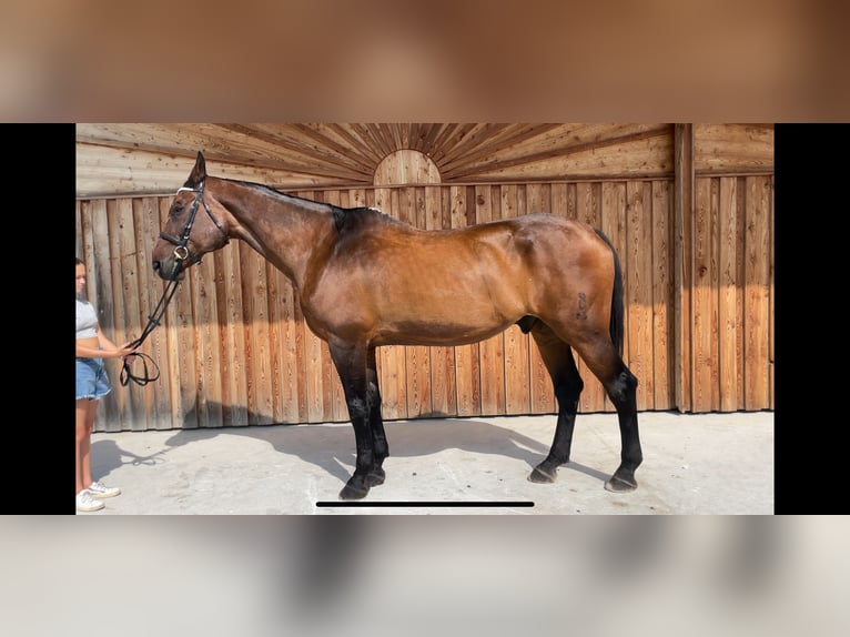 Koń oldenburski Wałach 24 lat 170 cm in Anif