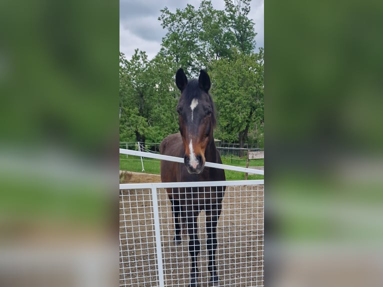 Koń oldenburski Wałach 24 lat 173 cm Gniada in Kirchberg SG