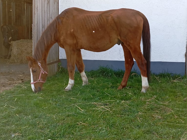 Koń oldenburski Wałach 26 lat 172 cm Cisawa in Karlskron