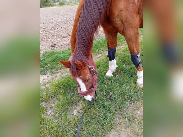 Koń oldenburski Wałach 26 lat 172 cm Cisawa in Karlskron