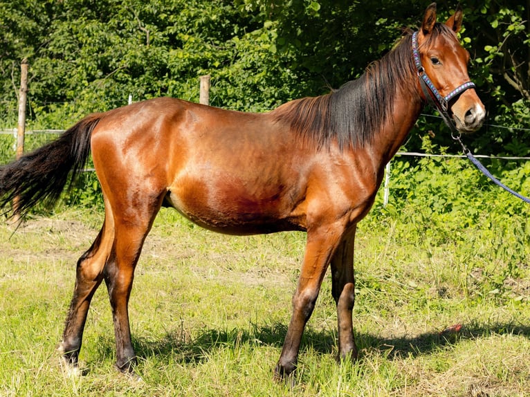 Koń oldenburski Wałach 2 lat 160 cm Gniada in Sadek